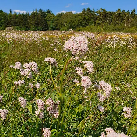 Loasen Vesterhede Lägenhet Hejnsvig